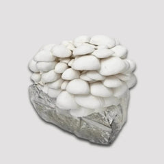 White Oyster Mushroom Grow Kit 2.5kg