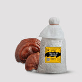 Reishi Ganoderma Mushroom Grain Spawn 1.5kg (102)