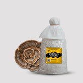 Turkey Tail Mushroom Grain Spawn 1.5kg (160)