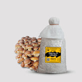 Chestnut Mushroom Grain Spawn 1.5kg (920)