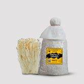 White Enoki Mushroom Grain Spawn 1.5kg (915)