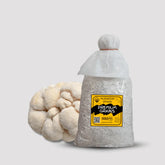 Lion's Mane Mushroom Grain Spawn 1.5kg (118)