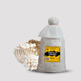 Beech Mushroom Grain Spawn 1.5kg (620)