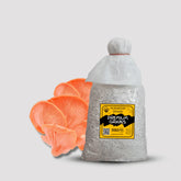 Pink Oyster Mushroom Grain Spawn 1.5kg (450)