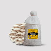 Hybrid Snow White Oyster Mushroom Grain Spawn 1.5kg (411)