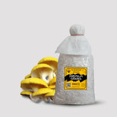 Golden Oyster Mushroom Grain Spawn 1.5kg (462)