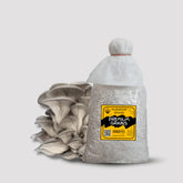 Grey Oyster Mushroom Grain Spawn 1.5kg (420)