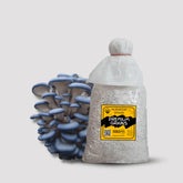 Blue Brat Oyster Mushroom Grain Spawn 1.5kg (418)
