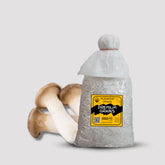 King Trumpet Oyster Mushroom Grain Spawn 1.5kg (220)