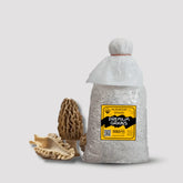 Black Morel Mushroom Grain Spawn 1.5kg (191)
