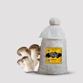 Elegant Black King Pearl Oyster Mushroom Grain Spawn 1.5kg (417)