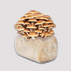 Chestnut Mushroom Grow Kit 2.5kg