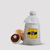 Gaint Portobella Mushroom Grain Spawn 1.5kg (511)