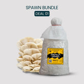 Bulk White Oyster Mushroom Spawn