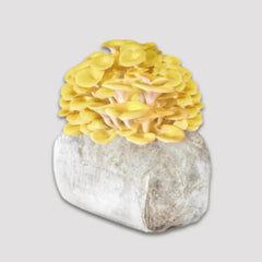 Golden Oyster Mushroom Grow Kit 2.5kg
