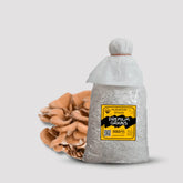 Maitake Mushroom Grain Spawn 1.5kg (170)