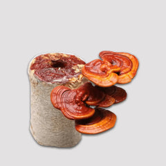 Red Reishi Mushroom Grow Kit 2.5kg