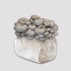 Grey Oyster Mushroom Grow Kit 2.5kg