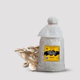 Delicious White King Pearl Oyster Mushroom Grain spawn 1.5kg (416)
