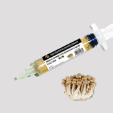 Beech Shimeji Mushroom Liquid Culture – 20cc Syringe | Gourmet Strain Mycelium (C0620)