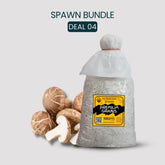 Bulk Shiitake Edodes Mushroom Spawn