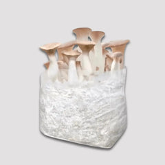 King Oyster Mushroom Grow Kit 2.5kg