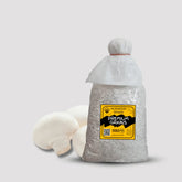 White Button Mushroom Grain Spawn 1kg for Sale (599)