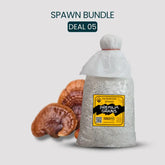 Bulk Red Reishi Ganoderma Mushroom Spawn