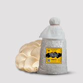 White Oyster Mushroom Grain Spawn 1.5kg - Premium Quality (410)