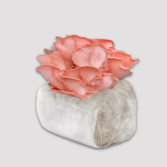 Pink Oyster Mushroom Grow Kit 2.5kg