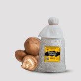 Shiitake Edodes Mushroom Grain Spawn 1.5kg (954)
