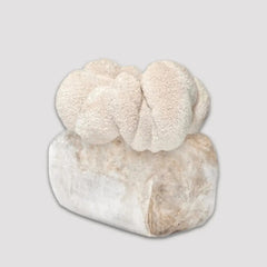 Lion's Mane Mushroom Grow Kit 2.5kg