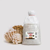 Beech Mushroom Grain Spawn 1.5kg (620)
