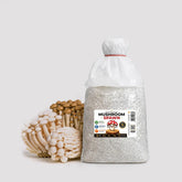 Beech Mushroom Grain Spawn 1.5kg (620)