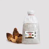 Black Morel Mushroom Grain Spawn 1.5kg (191)