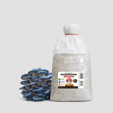 Blue Brat Oyster Mushroom Grain Spawn 1.5kg (418)