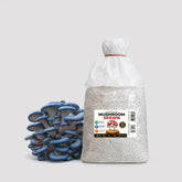 Blue Brat Oyster Mushroom Grain Spawn 1.5kg (418)