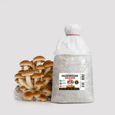 Chestnut Mushroom Grain Spawn 1.5kg (920)