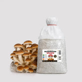 Chestnut Mushroom Grain Spawn 1.5kg (920)