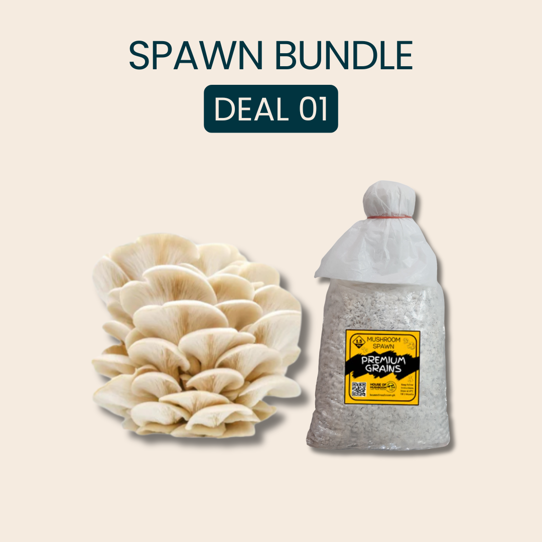 Bulk White Oyster Mushroom Spawn 25kg