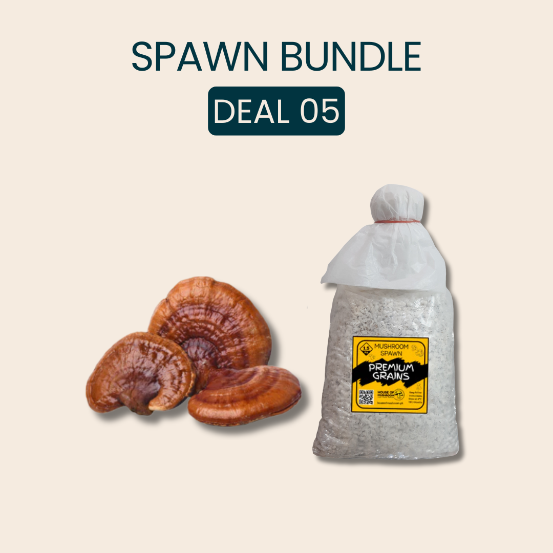 Bulk Red Reishi Ganoderma Mushroom Spawn 25kg