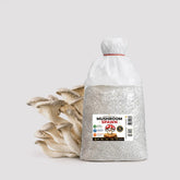 Delicious White King Pearl Oyster Mushroom Grain spawn 1.5kg (416)