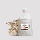 Delicious White King Pearl Oyster Mushroom Grain spawn 1.5kg (416)