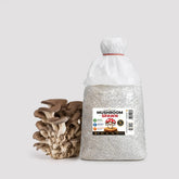 Elegant Black King Pearl Oyster Mushroom Grain Spawn 1.5kg (417)