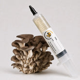 Elegant Black King Pearl Oyster Mushroom Liquid Culture – 10cc Syringe | Pleurotus Ostreatus Strain (417)