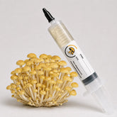 Golden Enoki Mushroom Liquid Culture – 10cc Syringe | Flammulina Velutipes Strain (910)