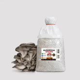 Grey Oyster Mushroom Grain Spawn 1.5kg (420)