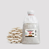 Hybrid Snow White Oyster Mushroom Grain Spawn 1.5kg (411)