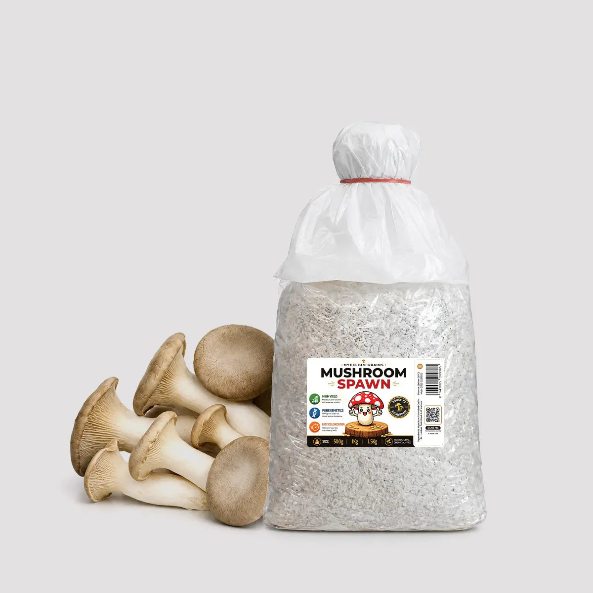 King Trumpet Oyster Mushroom Grain Spawn 1.5kg (220)