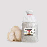 Lion's Mane Pride Mushroom Grain Spawn 1.5kg (116)